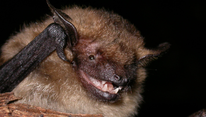 Les 29 et 30 août 2020, partez à la découverte des chauves-souris